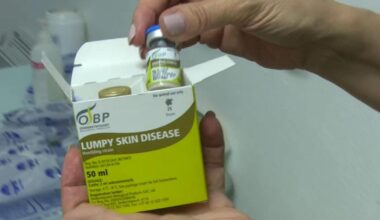 Dermatite bovina, inoculati 14 mila vaccini