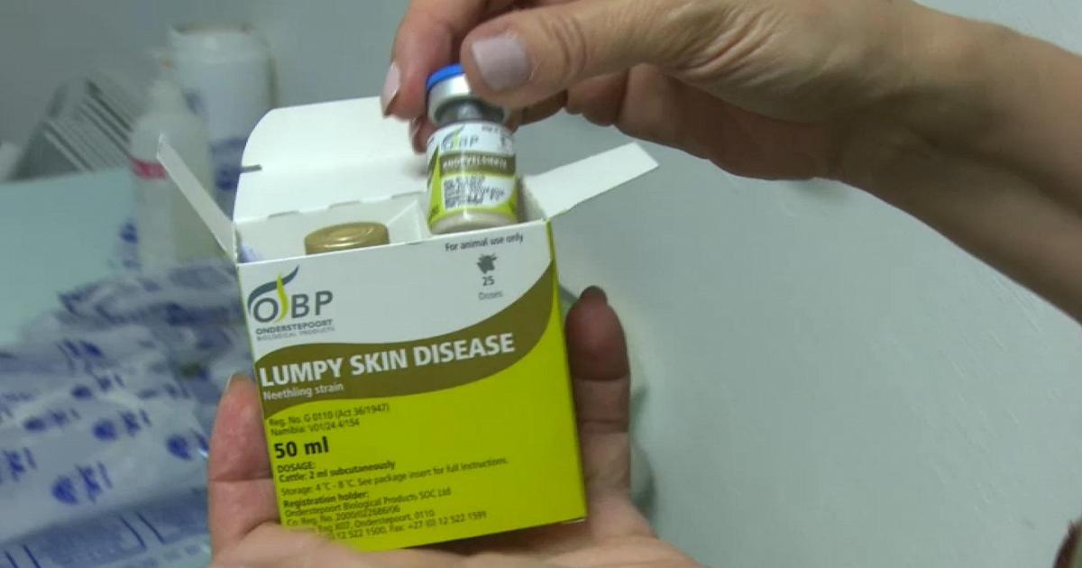 Dermatite bovina, inoculati 14 mila vaccini