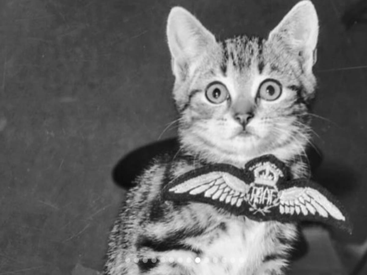 Gatti paracadutati dal cielo: la strana operazione "Cat Drop"