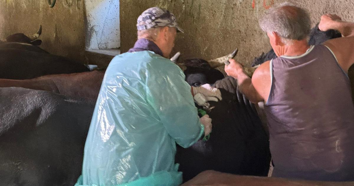 Iniziate le vaccinazioni contro la dermatite nodulare