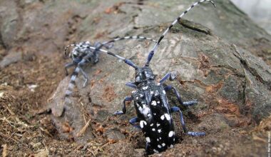 Un focolaio nel Vicentino di "Anoplophora glabripennis", il tarlo asiatico che minaccia gli alberi