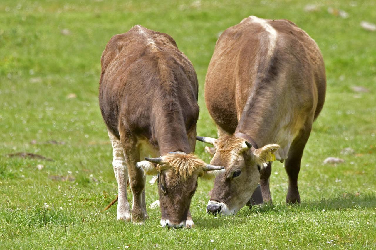 Dermatite bovina e vaccini, l’ira dei veterinari: «Odio contro di noi, facciamo il nostro lavoro»
