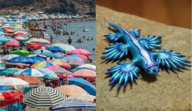 incendi e vittime. E sulle spiagge scatta l’allarme drago blu