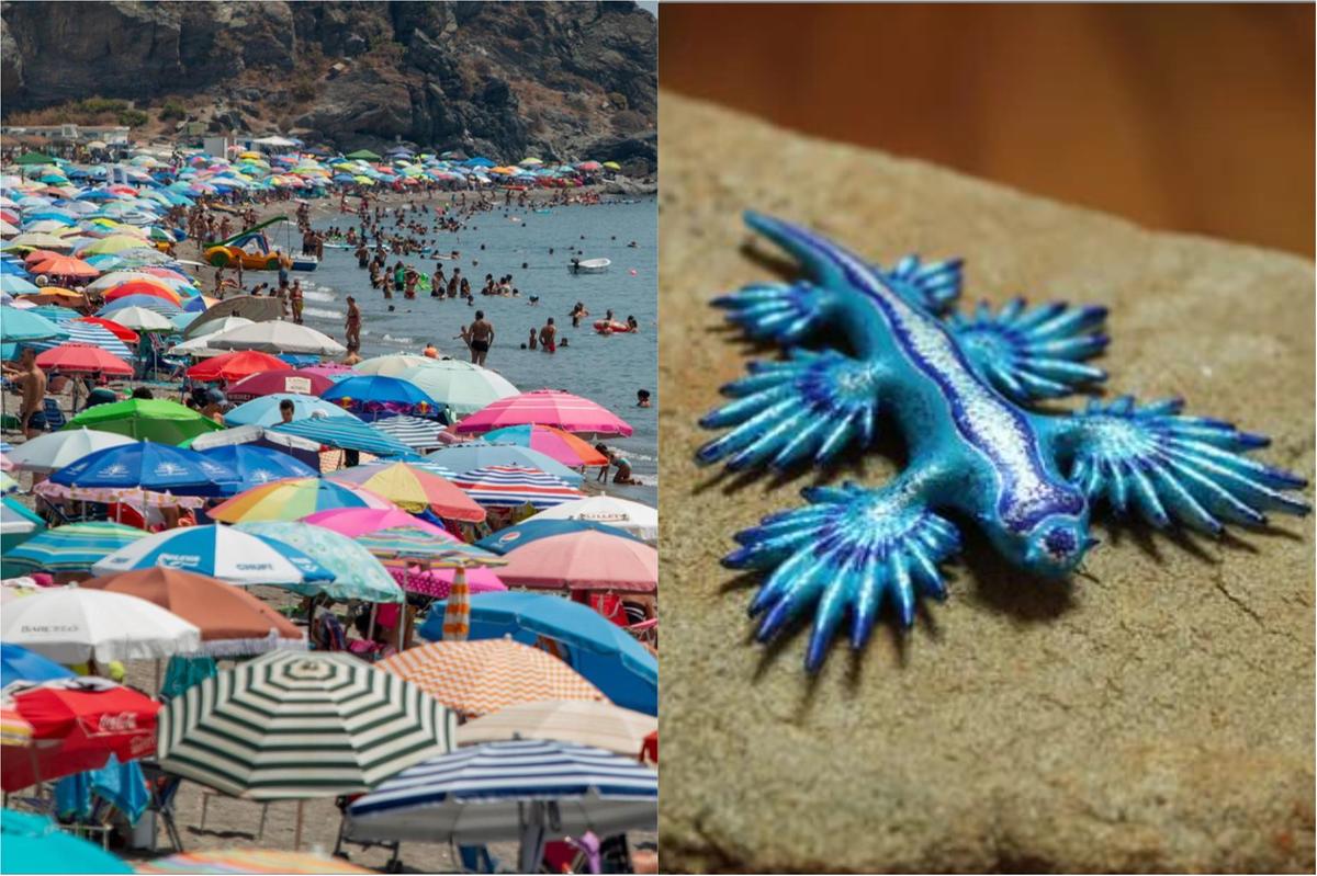 incendi e vittime. E sulle spiagge scatta l’allarme drago blu