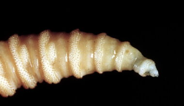 È una larva, passa per una ferita. E poi ti mangia dall'interno - HuffPost Italia