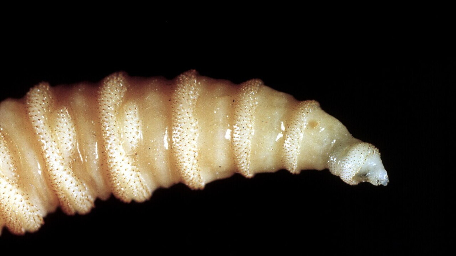 È una larva, passa per una ferita. E poi ti mangia dall'interno - HuffPost Italia