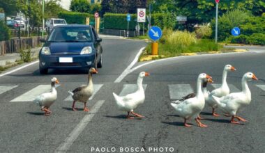 Sulle strisce pedonali come i Beatles: lo scatto dell’attraversamento oche al lago del Segrino