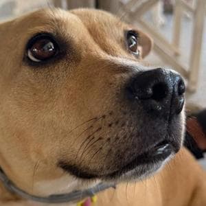 Zoe, il cane salvato dalla vita di accattonaggio che ha cucito insieme i cuori di una famiglia