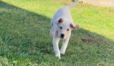 Il cane Max gioca al buio in giardino, ma nessuno è pronto a scoprire il rivale che dovrà affrontare