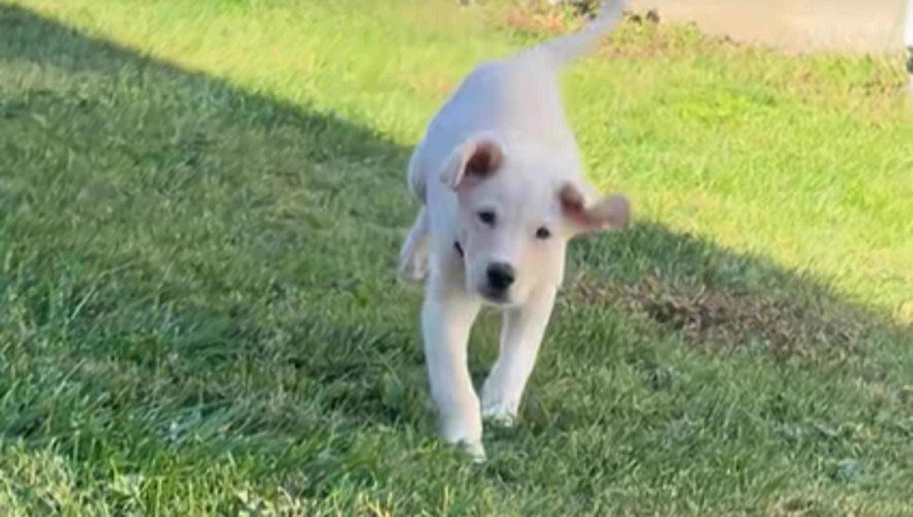 Il cane Max gioca al buio in giardino, ma nessuno è pronto a scoprire il rivale che dovrà affrontare