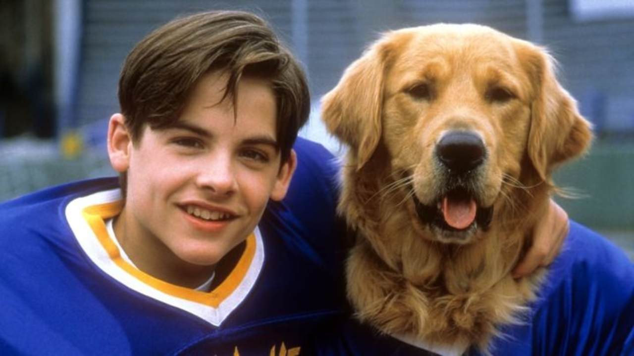 Air Bud Returns, casting aperti per il Golden Retriever protagonista: requisiti e come candidarsi