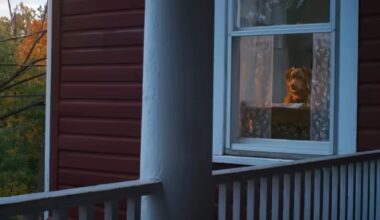 Good Boy: il trailer dell'horror dal punto di vista di un cane