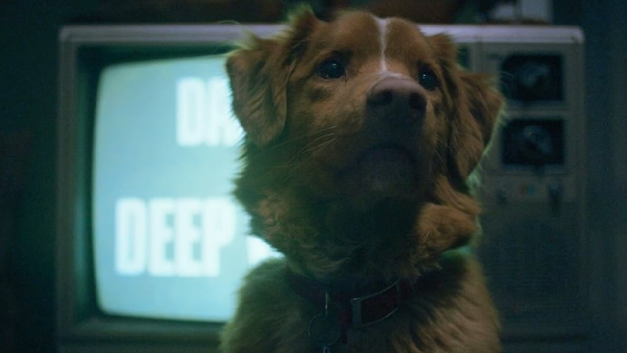 Good Boy, il trailer dell'horror scatena il panico! Boom di ricerche su Google: "Il cane muore?"