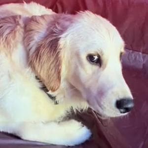 Quando le vacanze non vanno secondo i piani: la storia di Murphy, il cane che odiava il campeggio