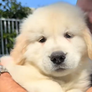 Primo giorno di asilo per il cane Bauer, la sua reazione all’uscita è la guardare a rallentatore