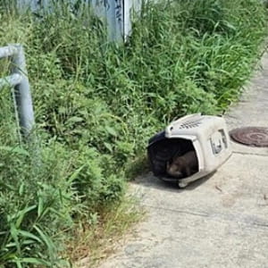 Un trasportino resta per ore sotto il sole finché qualcuno finalmente si rende conto che non è vuoto