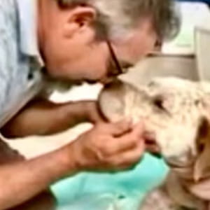 Ha affrontato un uomo armato per salvare la sua famiglia: il cane Pancho e la sua lotta per la vita