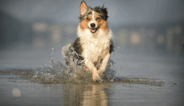 I migliori stabilimenti balneari per cani a Zapponeta