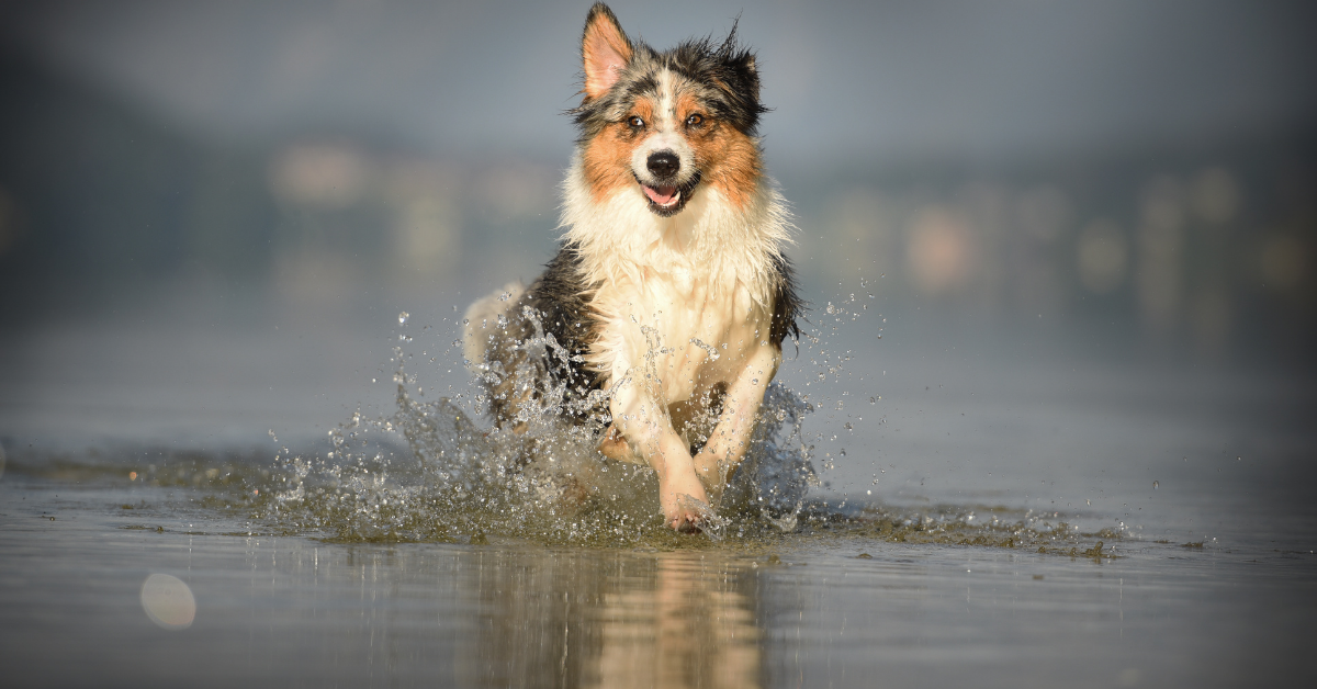 I migliori stabilimenti balneari per cani a Zapponeta