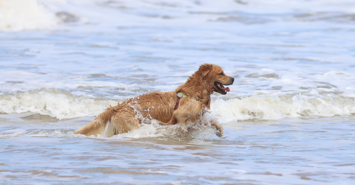 I migliori stabilimenti balneari per cani a Lido Degli Estensi