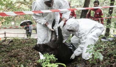 Allarme epizoozie, tre malattie sotto stretta sorveglianza