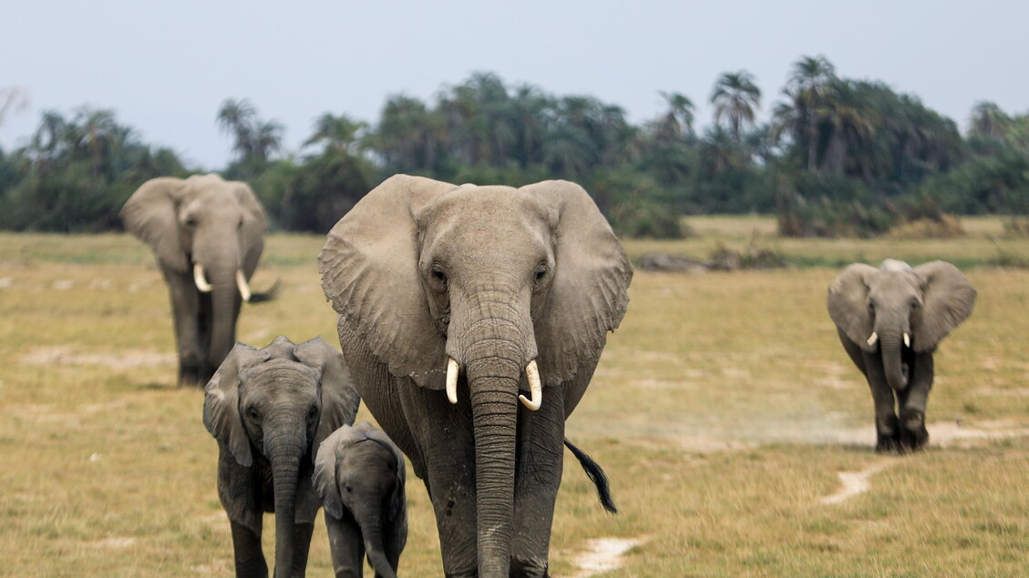 Turista fa bere una birra ad un elefante in savana, ricercato - Africa