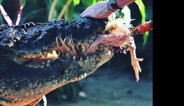 Colombia, usava coccodrillo per far sparire le sue vittime: arrestato