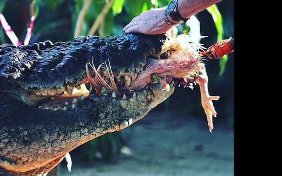 Colombia, usava coccodrillo per far sparire le sue vittime: arrestato