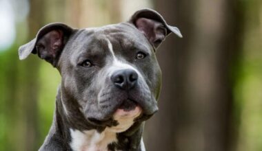 Morsa al volto dal cane di famiglia: corsa dall'Elba al Meyer per una bambina di 5 anni. Non è in pericolo di vita