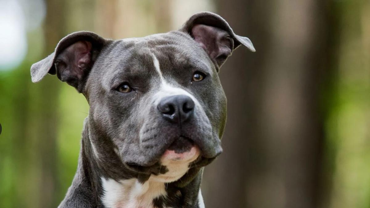 Morsa al volto dal cane di famiglia: corsa dall'Elba al Meyer per una bambina di 5 anni. Non è in pericolo di vita