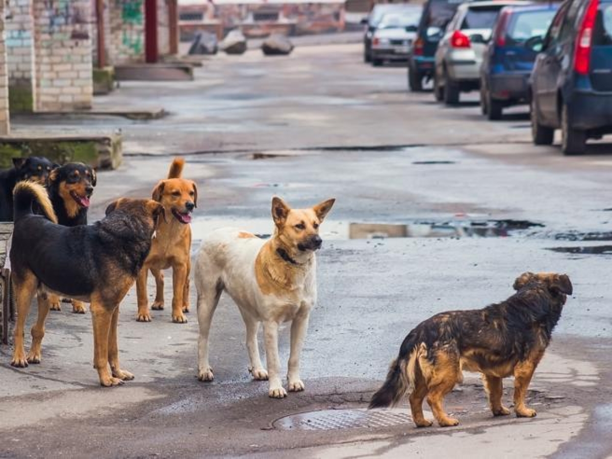 Nuova Delhi, la Corte Suprema rimuove l'ordinanza di cattura dei cani randagi: potranno essere liberati dopo vaccini e sterilizzazione