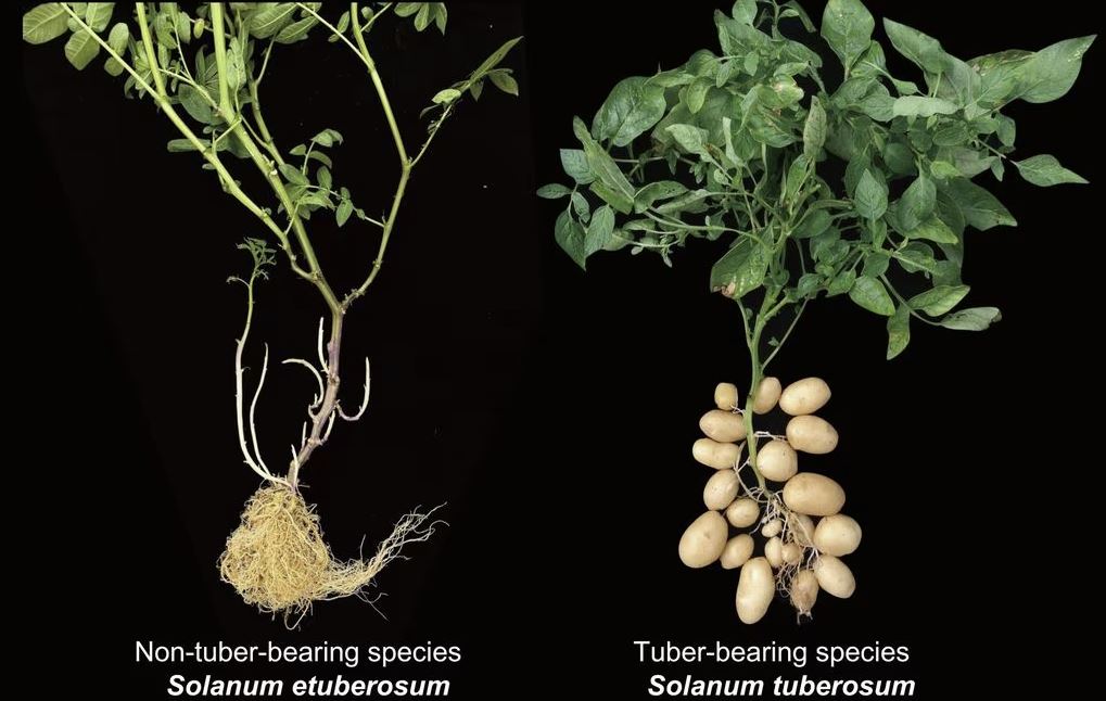 La patata è un pomodoro vecchio di nove milioni di anni