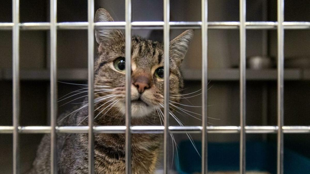 «Gatti adottati per essere torturati e uccisi»: i video delle violenze diffusi sui social. L'inchiesta