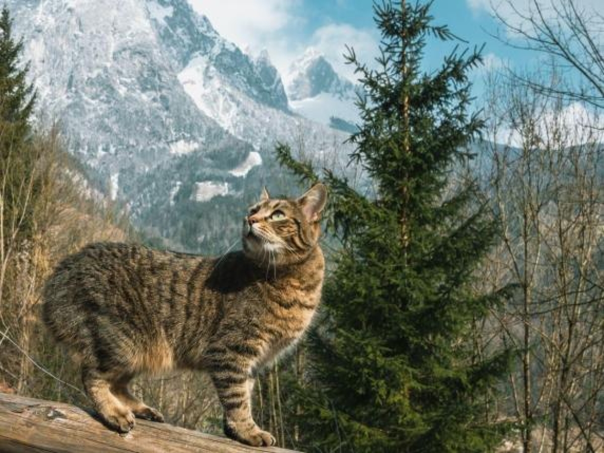 Serial killer dei gatti a Cogne, una taglia da mille euro e uno psicologo criminale: «Lo prenderemo». Indaga anche la Procura