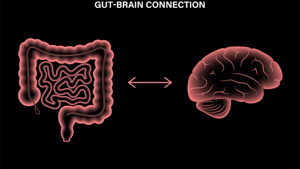 Intestino e cervello: scoperta la comunicazione diretta