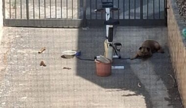 Giugliano, cane legato a una cyclette e abbandonato dalla padrona per andare in vacanza: morto sotto il sole