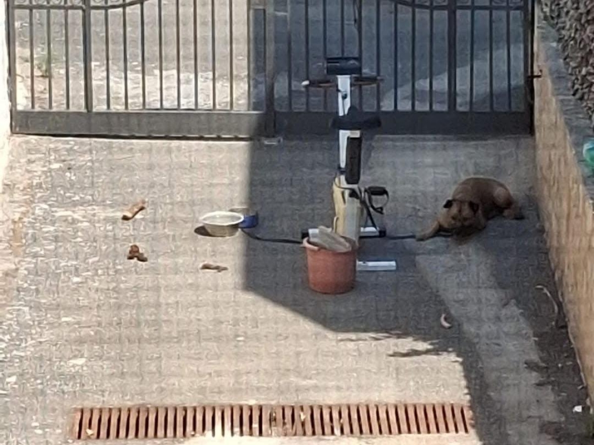 Giugliano, cane legato a una cyclette e abbandonato dalla padrona per andare in vacanza: morto sotto il sole