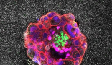 Filmato per la prima volta l'impianto d’embrione umano, il «miracolo della vita» si mostra in tempo reale