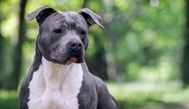 Bimba di 5 anni azzannata al volto dal cane di famiglia all'Elba - Notizie