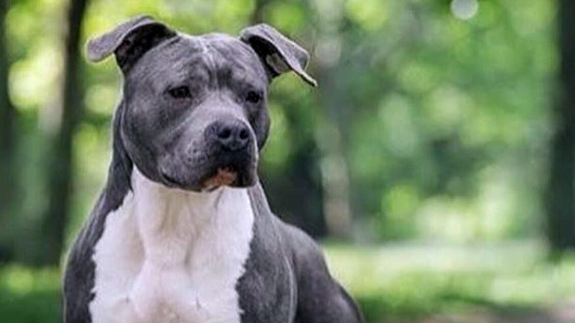 Bimba di 5 anni azzannata al volto dal cane di famiglia all'Elba - Notizie