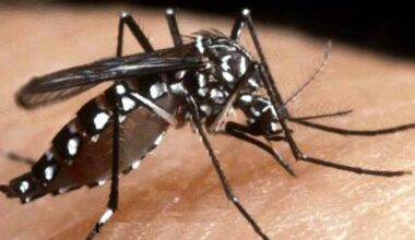 Virus Chikungunya, primo caso autoctono in Veneto su una donna di 64 anni: cos