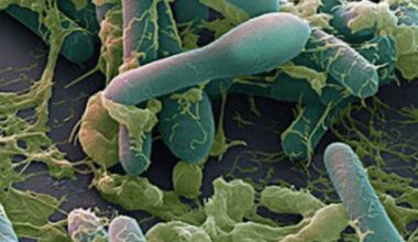 Botulino, cos'è la tossina letale e come si cura? Come scongiurare il rischio nelle conserve casalinghe e la proposta di legge