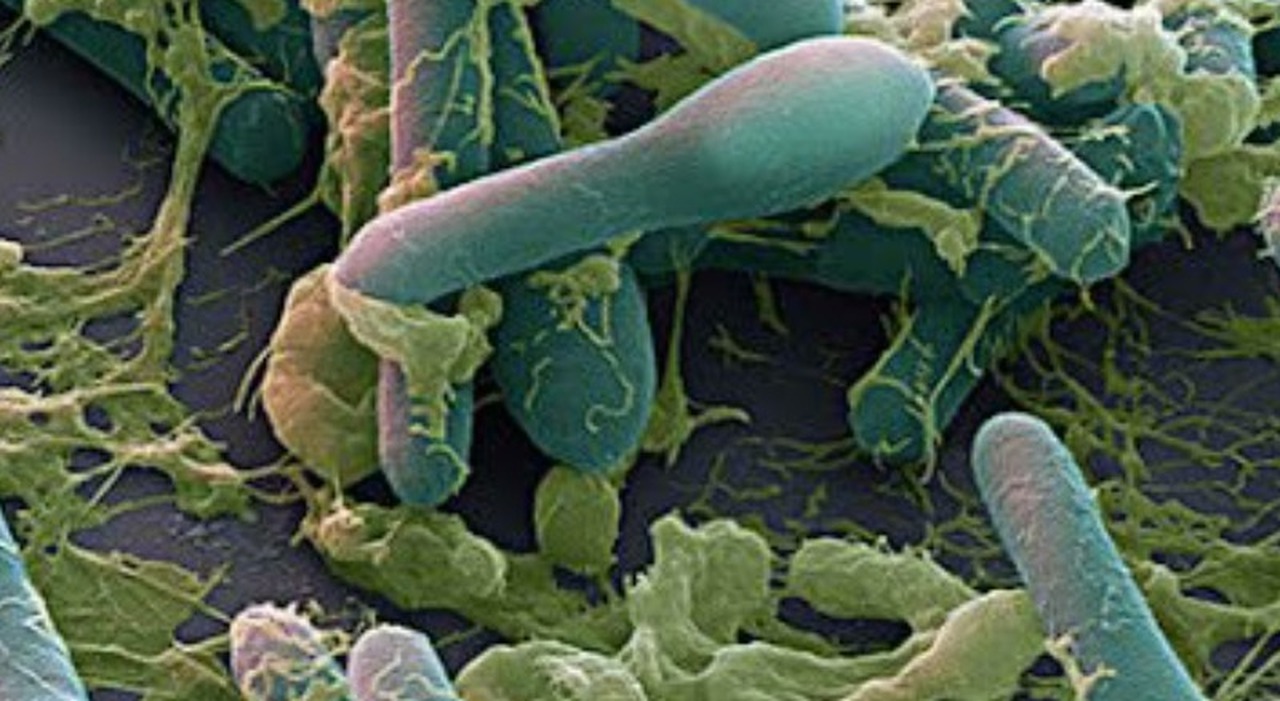 Botulino, cos'è la tossina letale e come si cura? Come scongiurare il rischio nelle conserve casalinghe e la proposta di legge