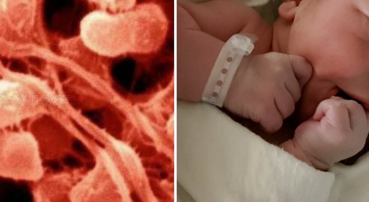Neonati prematuri morti in ospedale, due decessi in poche ore a causa del batterio Serratia. Nas al lavoro per capire com'è entrato nel reparto. Che cos'è