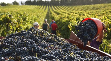 Dopo due anni di stress nelle Marche la vendemmia sarà ok: «Ma i consumi calano»