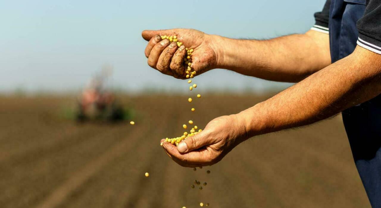 Bonus agricoltori, domande dal 25 agosto per il sussidio fino a 2.500 euro: beneficiari, importi e come richiederlo - Il Messaggero