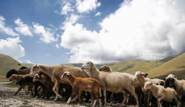 Araer e Regione Emilia Romagna insieme nell'emergenza