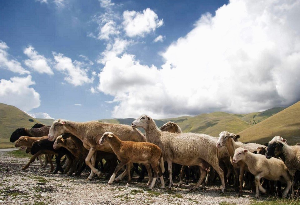 Araer e Regione Emilia Romagna insieme nell'emergenza