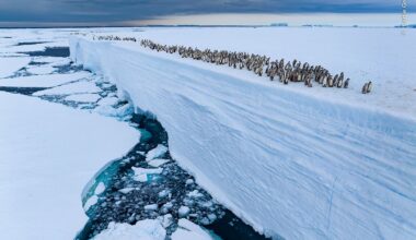 Bertie Gregory, Wildlife Photographer of the Year