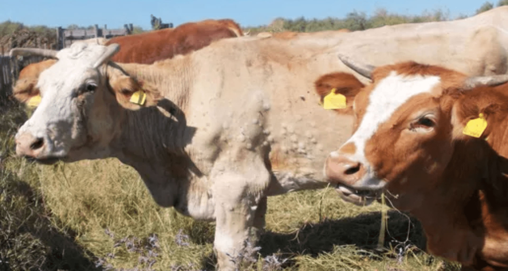 Alcuni capi colpiti dalla dermatite nodulare bovina in Sardegna- Des animaux atteints par la dermatose nodulaire bovine en Sardaigne (c) ASL Azienda Sanitaria Locale Nuoro